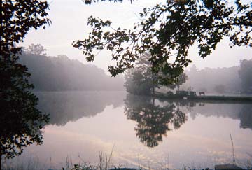 My Lake...the mist in the morning on Pine Lake.